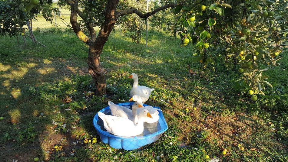 Bed And Breakfast - Die Aelplersuit Fuer Backpackers Im Berghuesli Linthal מראה חיצוני תמונה